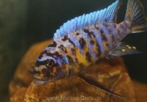 Metriaclima fainzilberi 'Lukuyusi'